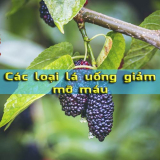 Các loại lá uống giảm mỡ máu – Lưu ngay 7 loại lá dễ kiếm, rẻ tiền