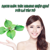 Cách trị tàn nhang bằng lá tía tô hiệu quả ngay tại nhà